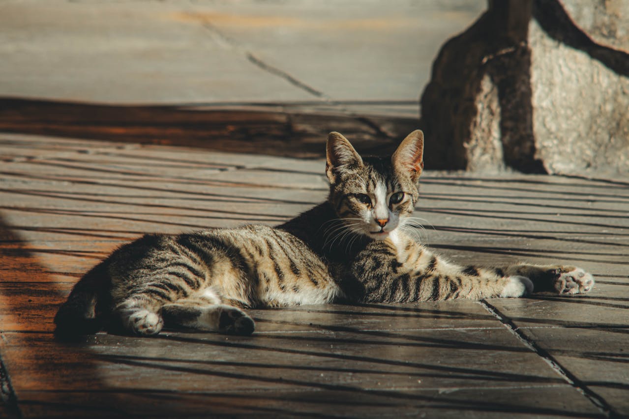 Tajemniczy świat kocich zwyczajów: Zrozumienie zachowań naszych futrzastych przyjaciół